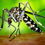 پشه آئدس هرمزگان را نگران تر از قبل کرد هرمزگانبندرعباس نظر دادن اشتراک گذاری دانلود PDF این روزها آنچه بیش از هر موضوعی هرمزگانی‌ها