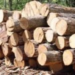 هشدار شهردار آبادان شهردار آبادان نسبت به قطع بی رویه درختان و خالی شدن شهر از فضای سبز هشدار داد.